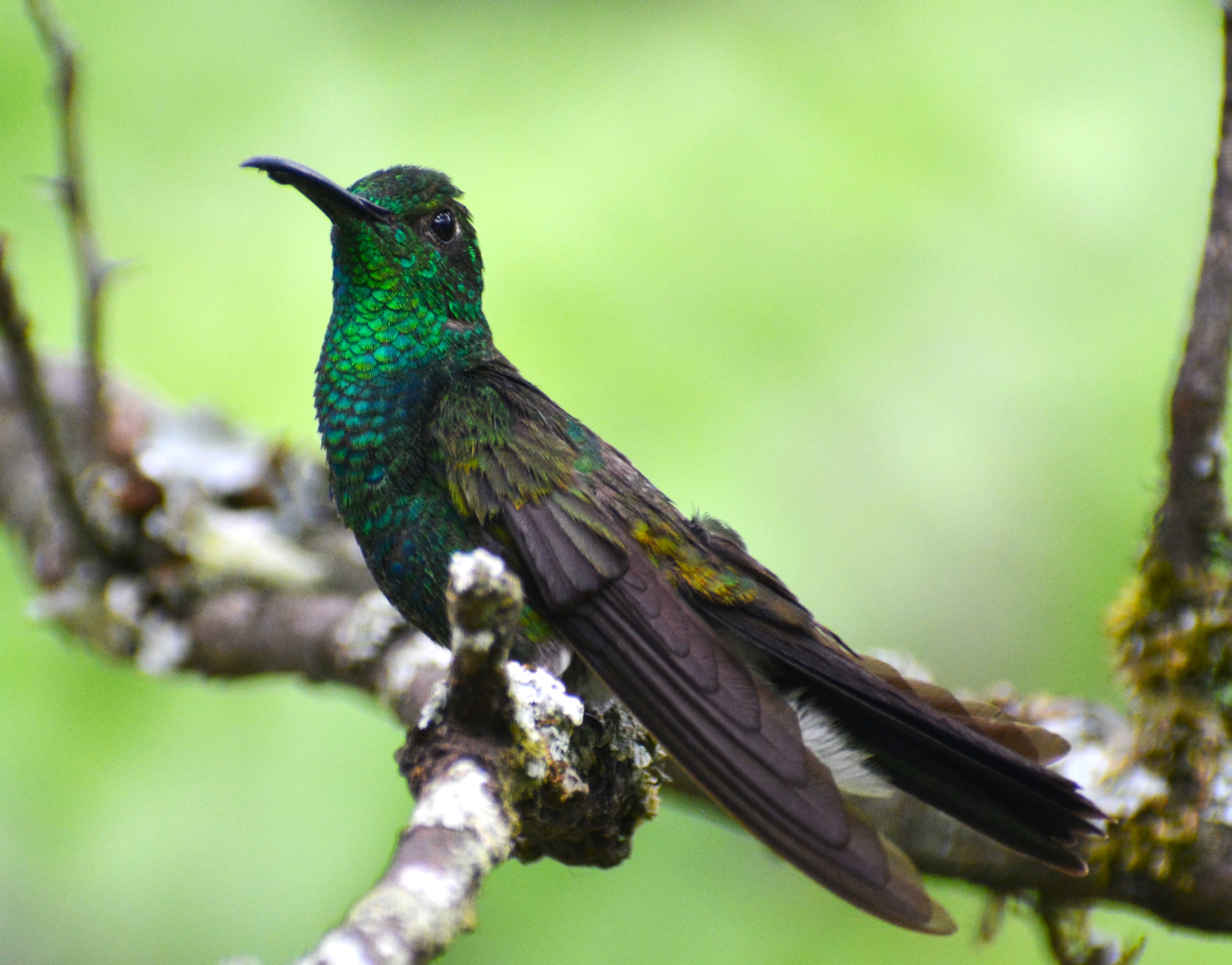 Colibrí Calzonario de Buffon (Chalybura buffonii) en el bosque de El Nido Andino